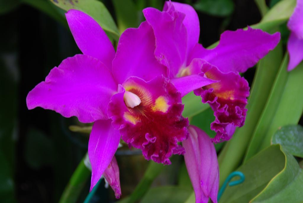מוטובו Yukurinaresort Okinawa Garden House מראה חיצוני תמונה
