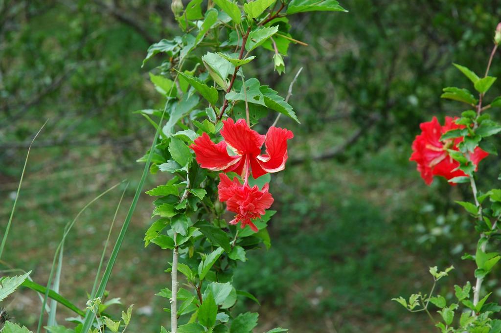 מוטובו Yukurinaresort Okinawa Garden House מראה חיצוני תמונה