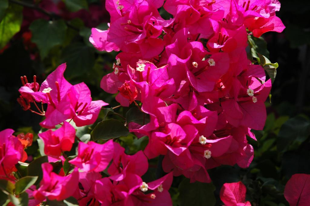 מוטובו Yukurinaresort Okinawa Garden House מראה חיצוני תמונה